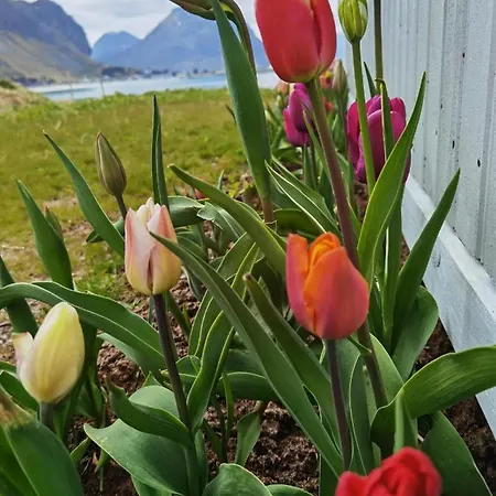 Banpim Beachside Lofoten Alojamento de Turismo Selvagem