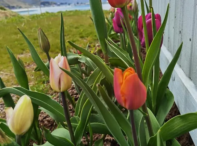 Banpim Beachside Lofoten Lodge